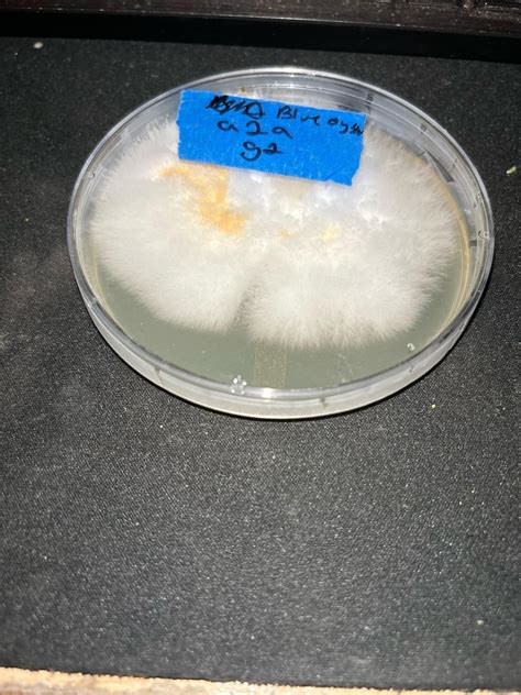 Strange Orange Staining Rmycology