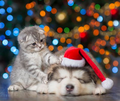 Keep Your Pets Safe This Holiday Season Bob Johnson Insurance