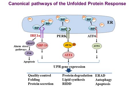 Cancer Cell Signaling Pathways