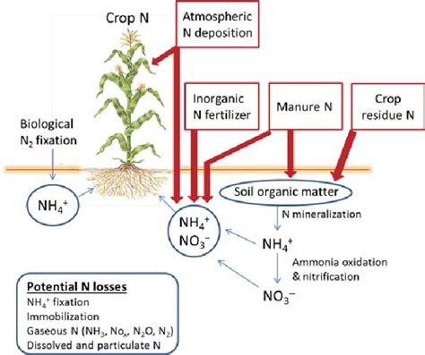 The Nitrogen Cycle In Agroecosystems Illustrating Major Exogenous