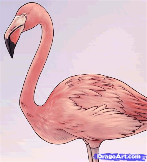 How To Draw Flamingos How To Draw Flamingo Flamingo Painting Drawings