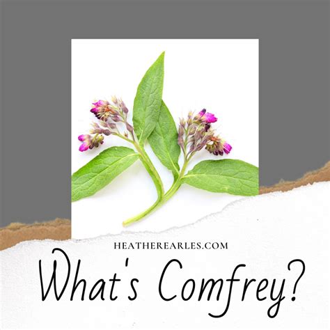 The Top 10 Benefits Of Comfrey Comfrey Herbs Medicinal Plants