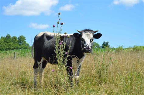 New Mexico Feral Cows To Be Culled By Helicopter Shooters