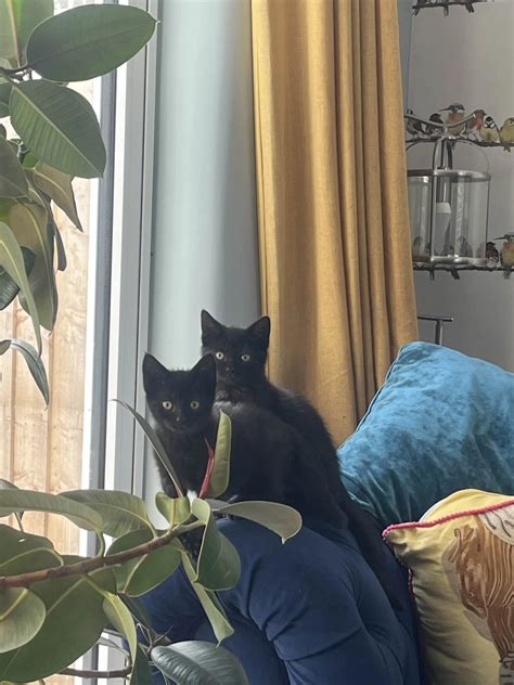 Volunteers are loving the petsmart animal rescue success stories 31