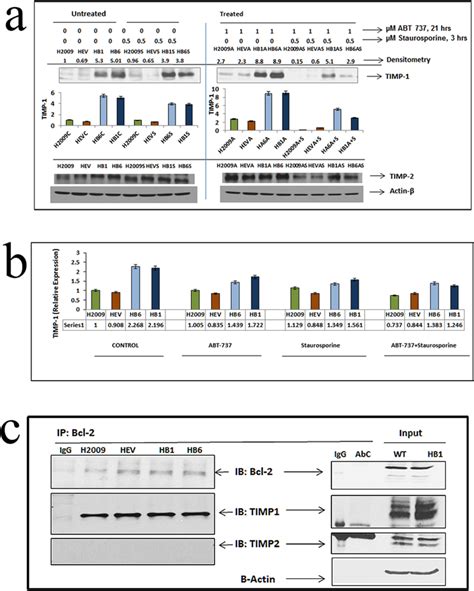 A Interdependency Of TIMP 1 And Bcl 2 Proteins H2009 Cells And Its