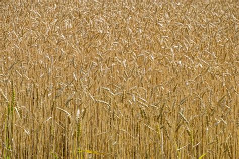 360+ Wheat Whole Wheat Husk Cereal Plant Stock Photos, Pictures ...