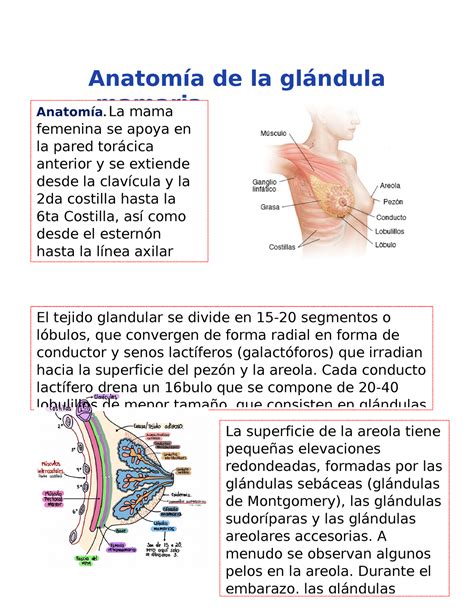 Anatom A De La Gl Ndula Mamaria Anatom A De La Gl Ndula Mamaria