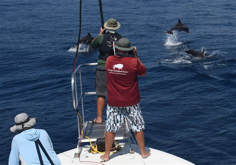 Storymap Marine Mammals In The Gulf Of Mexico Noaa Restore Science