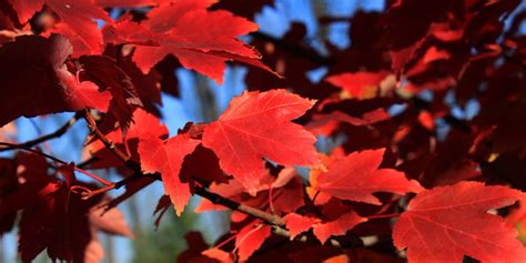 Semillas De Arce Rojo Acer Rubrum Arce De Canad De Hojas Rojas