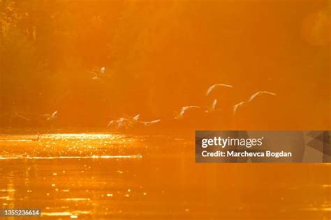 Birds Flying In Unison Photos And Premium High Res Pictures Getty Images