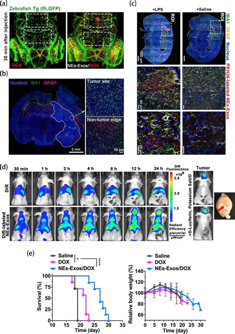 A Confocal Imaging Of Dox And Nes Exos Dox Crossing The Zebrafish Bbb