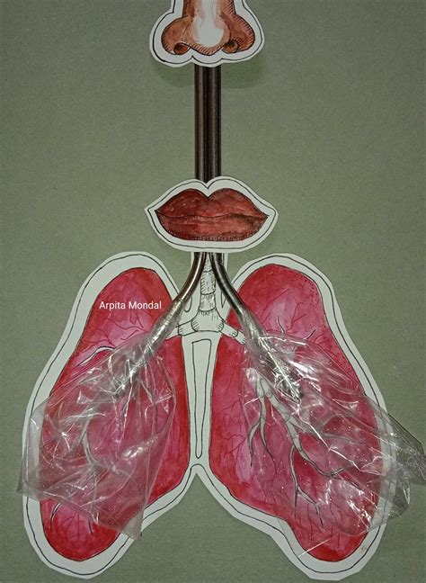 Lung Model For Evs Maqueta Del Sistema Respiratorio Ideas De Colegio