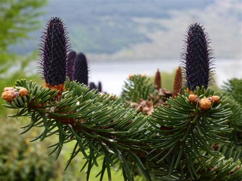 Abies delavayi - Trees and Shrubs Online