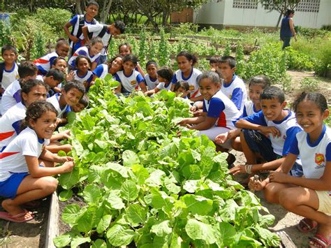 Projeto Horta Escolar Pronto EDUKITA