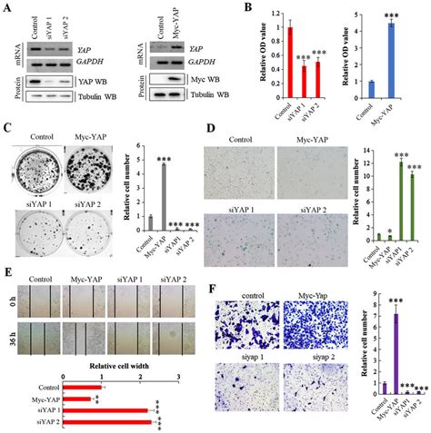 Yap Regulates Non Small Cell Lung Cancer Nsclc Cell Growth And