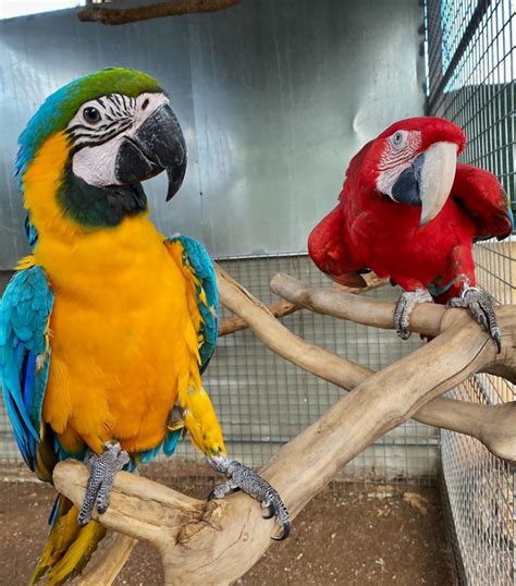 Papageien Zu Verkaufen Deutschland H Birds Store Papageien Und Eier