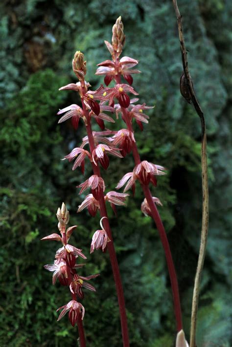 Native Orchids Of The Pacific Northwest And The Canadian Rockies