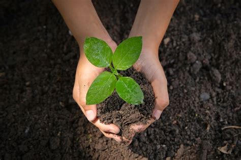 Mano femenina sosteniendo un árbol ambiente día de la tierra en manos