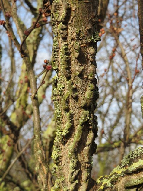 Ulmus Mineur Orme Des Champs Arbre Photo Gratuite Sur Pixabay Pixabay