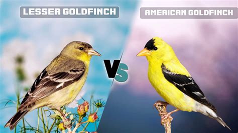 Lesser Goldfinch vs American Goldfinch: What Are Differences?