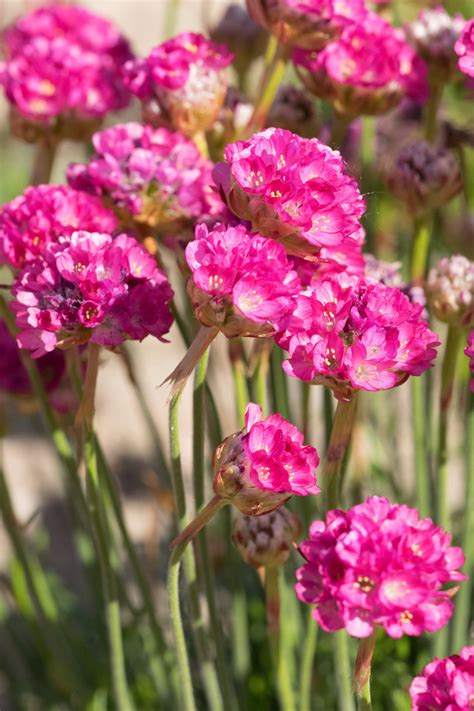 Garten Navi Strand Grasnelke Armeria Maritima D Sseldorfer Stolz