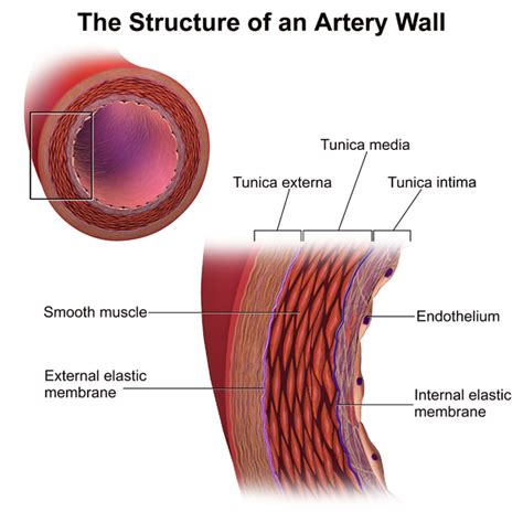 Difference Between Arteries and Arterioles | Definition ...