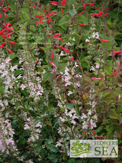 Salvia Taraxacifolia Dandelion Leaf Sage For Sale