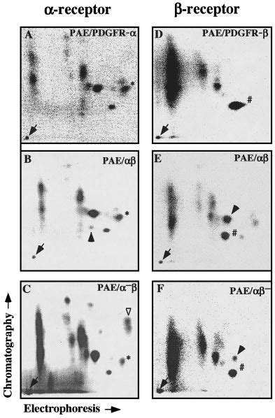 Two Dimensional Tryptic Phosphopeptide Mapping Of The Wildtype And