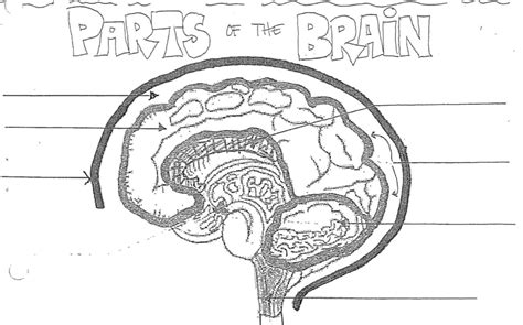 Nervous System Part 2 Parts Of The Brain Diagram Quizlet