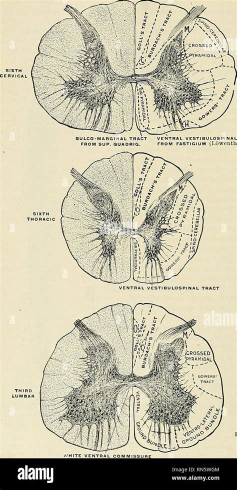 Anatomie descriptif et appliquée L anatomie 836 LE SYSTÈME NER VE