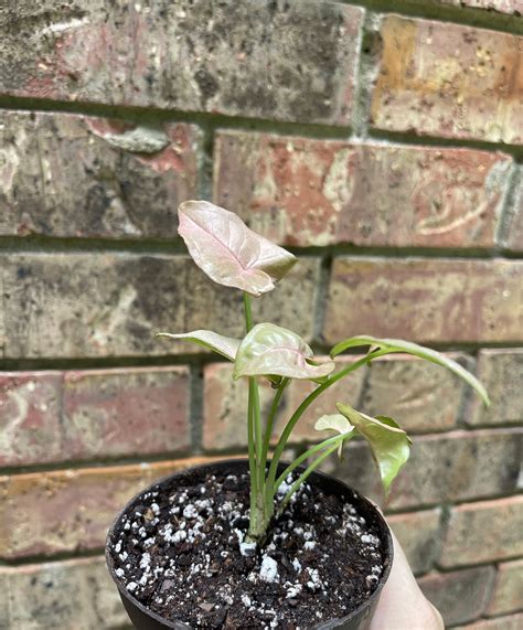 Pink Allusion Syngonium Arrowhead Etsy