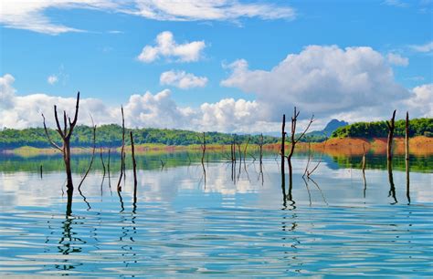 Free Images Sea Tree Water Nature Marsh Lake Reflection