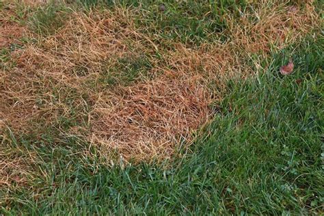 How To Tell If Grass Is Dead Or Dormant 4 Signs And Expert Tips To Bring