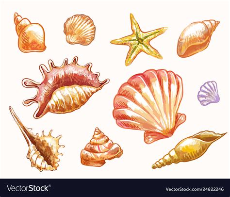 Seashells In Sketch Watercolor Style Isolated Vector Image