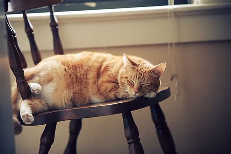 Épinglé par Laiza Boell sur Katzen Chats adorables Chat Faune