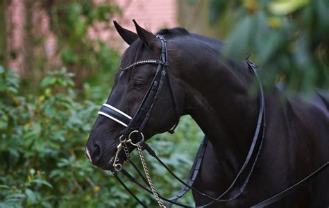 Dressage Superstar Totilas His Career In Pictures Horse And Hound