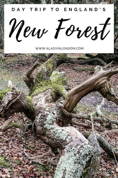 New Forest Day Trip In England How To Have The Perfect Day Out Artofit