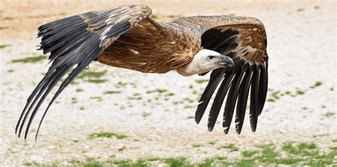 Vultures - Facts, Diet & Habitat Information