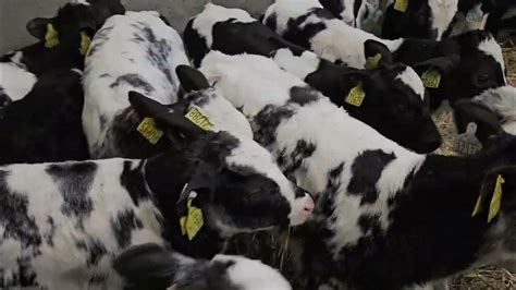 16 Proper Belgian Blue Bulls For Sale Youtube