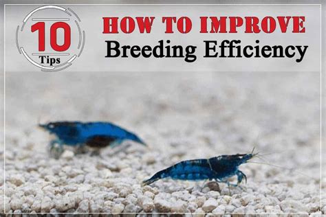 How to Improve Breeding Efficiency of Caridina shrimp - Shrimp and ...