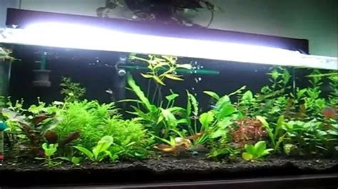 How to Choose Aquarium Substrate: A Complete Guide to Finding the Best ...