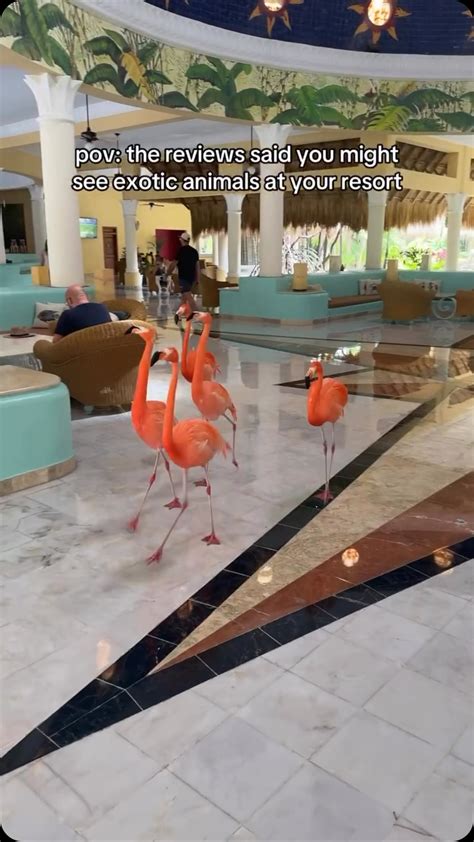 Here are 3 all inclusives located in Puerto Rico, so Americans dont