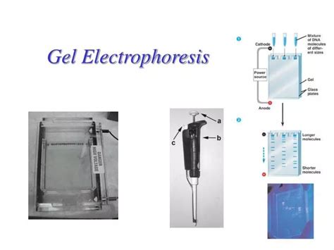 Ppt Gel Electrophoresis Powerpoint Presentation Free Download Id6685193