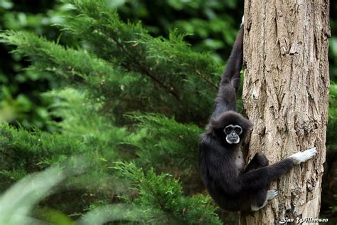 White Handed Gibbon By Jan Willemsen Fotografie On Youpic