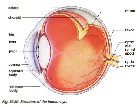 Describe The Structure Of Eye With Diagram Our Eyes Work Lik