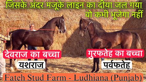 देखिए Fateh Stud Farm के देवराज और गुरबाज घोड़े के बच्चे यशराज और