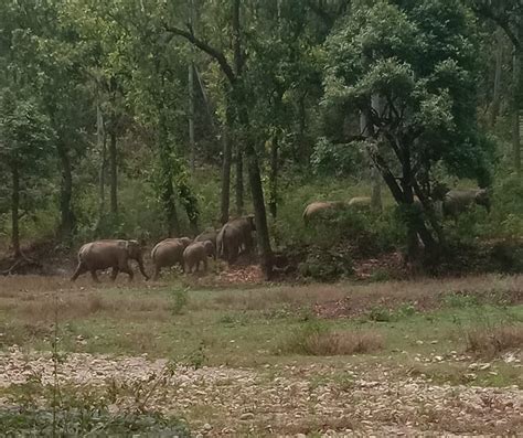 A Herd Of 10 Elephants At Simbalbara National Park ️ Simbalbara National Park Is The Only