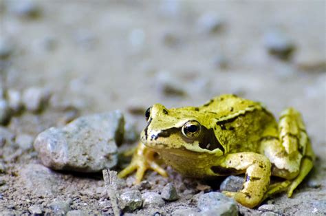 Frog Free Stock Photo Public Domain Pictures
