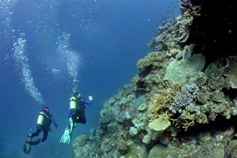 Barbados Scuba Diving Best Barbados Vacation Packages