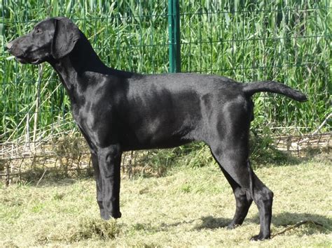 Chien Braque Allemand Poil Court Gitane Des Marais De Sologne